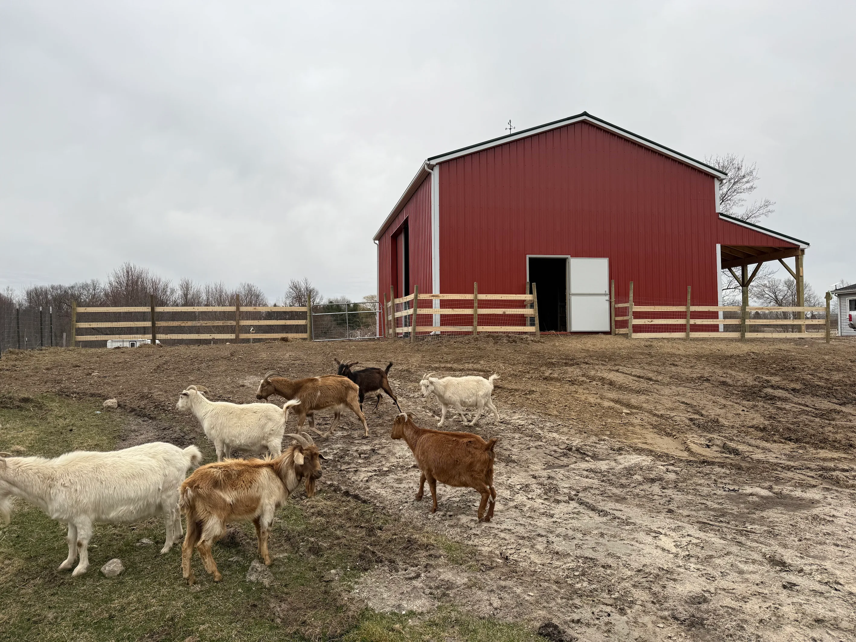 Red barn on a working Michigan farm, goats in the foreground